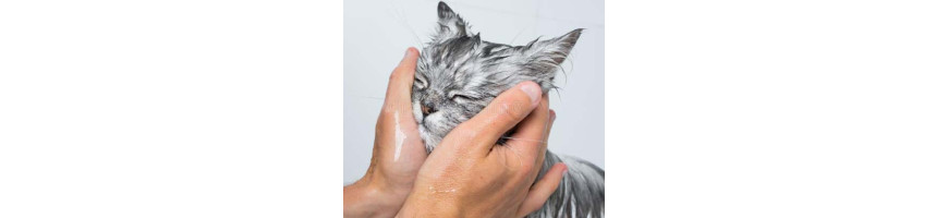 Cat Facial Clean Care 貓咪面部清潔護理